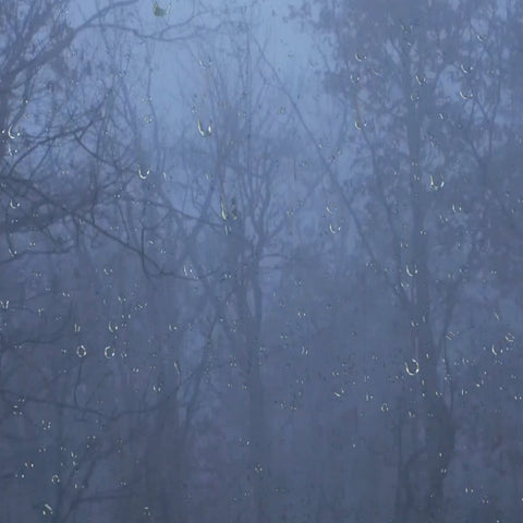 Rain & Thunder Sounds in the Foggy Forest MP3